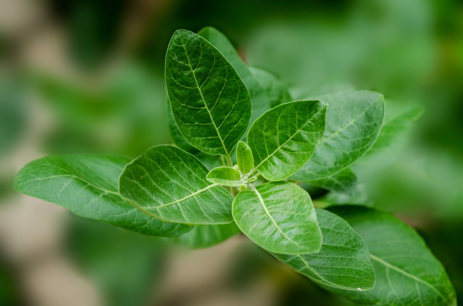 Ashwagandha - ce este, ce beneficii are pentru femei și bărbați și care sunt contraindicațiile sale?