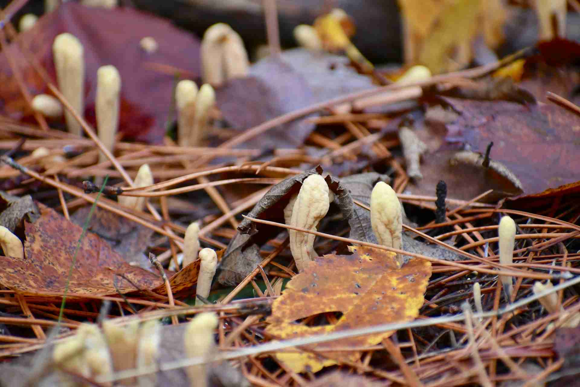 Cordyceps: ciuperca minune pentru energie, rezistență și echilibru + efectele consumului asupra sănătăţii