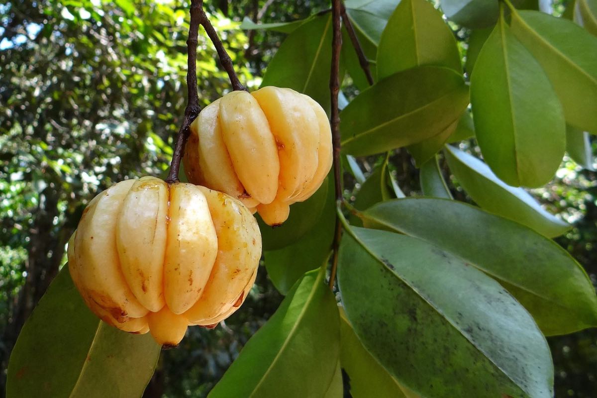 Garcinia - Alevia