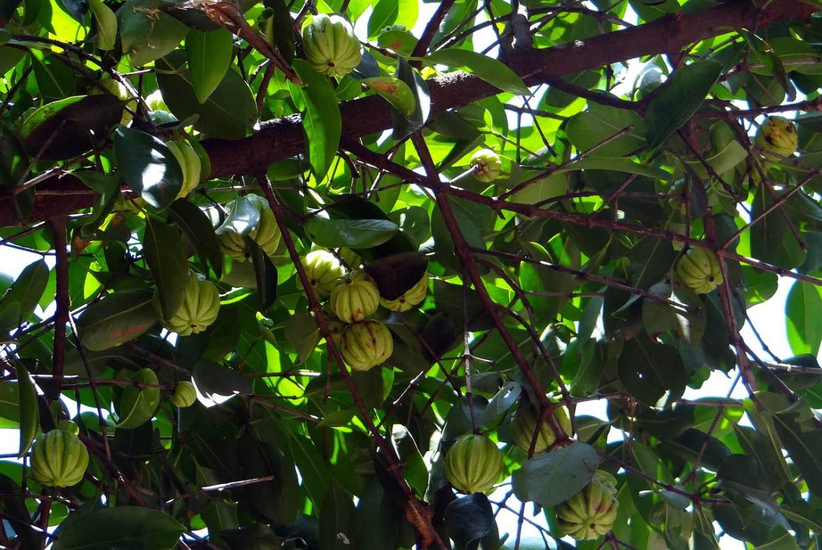 Garcinia - Alevia