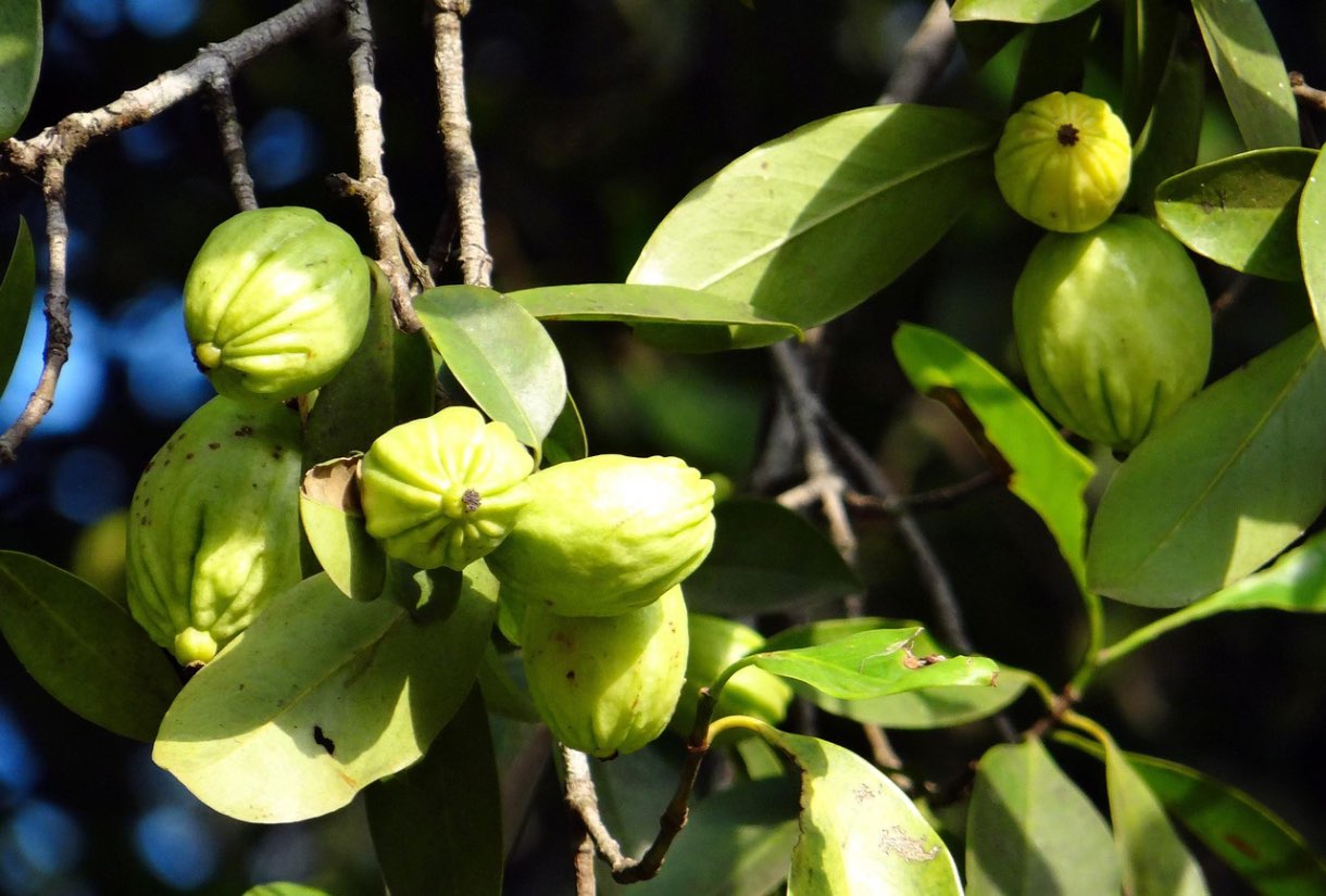 Garcinia cambogia - beneficii, proprietăți și efecte secundare