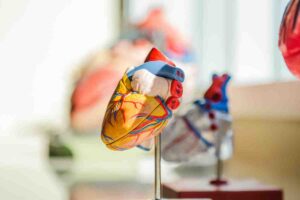 3. Cardiomiopatie hipertrofica - Cand muschiul inimii devine prea gros_Macheta cu inima, sala